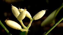   Fruits:   Neea laxa ; Photo by A. Popovkin, commons.wikimedia.org
